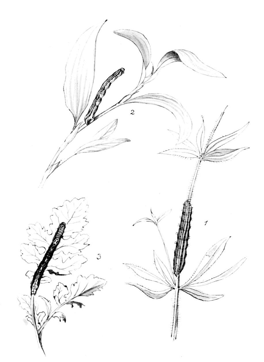 Plate 74