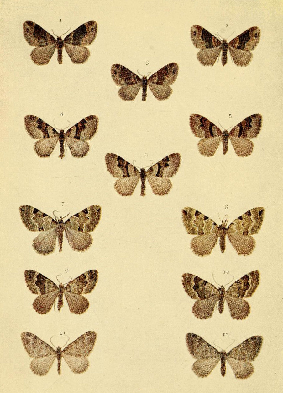 Plate 75