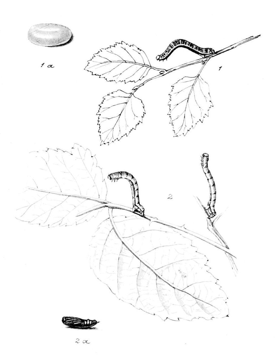 Plate 76