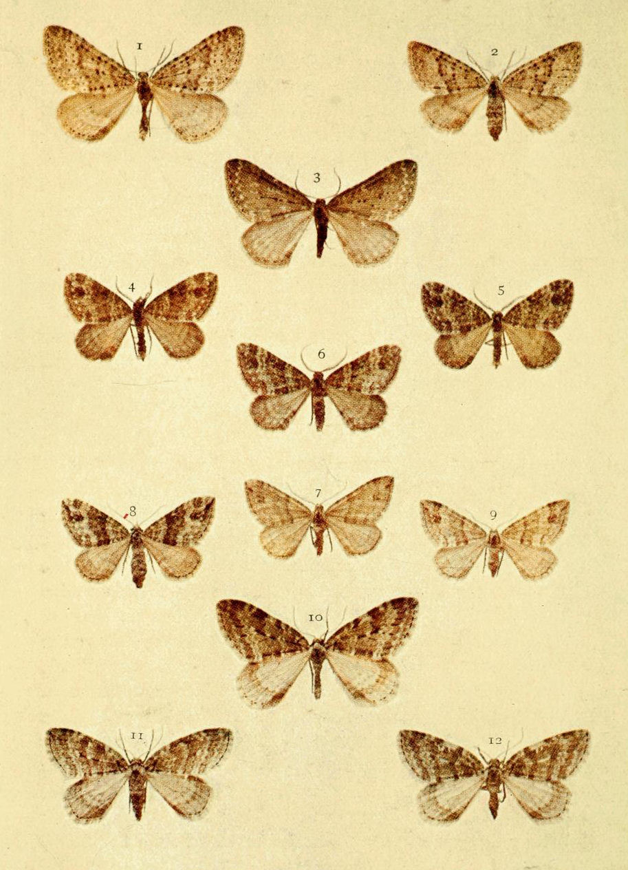 Plate 77