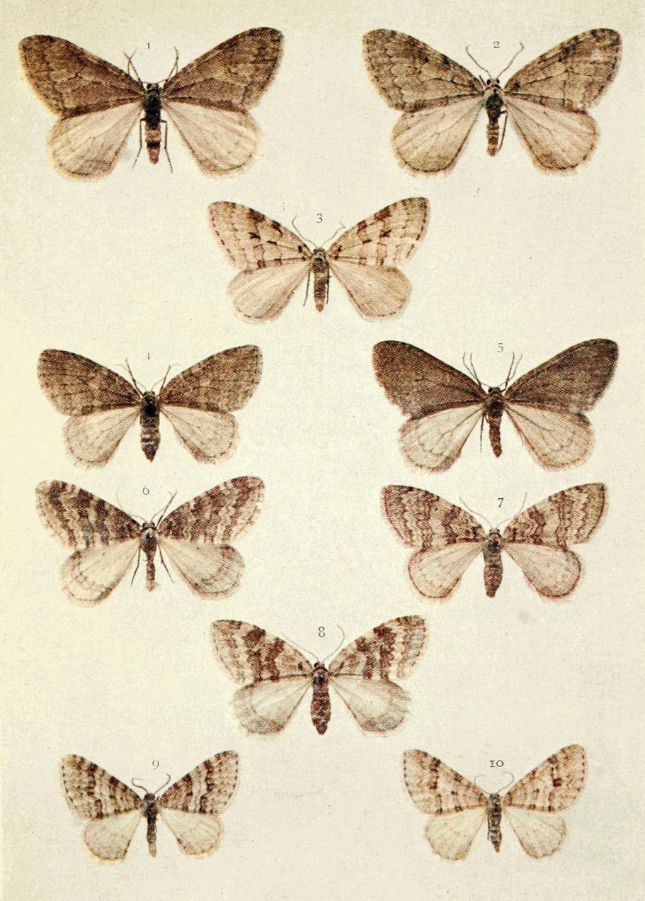 Plate 78