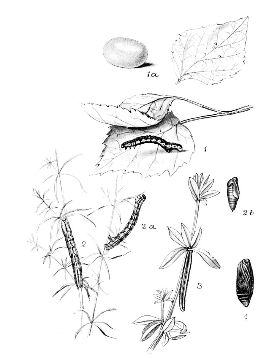 Plate 79