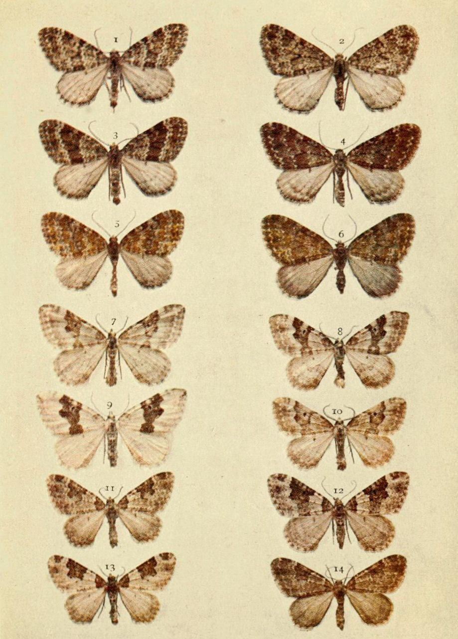 Plate 80