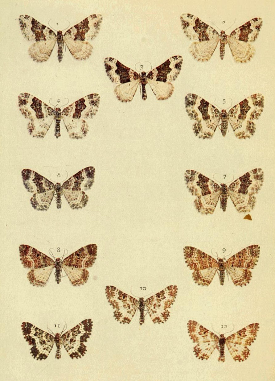 Plate 81