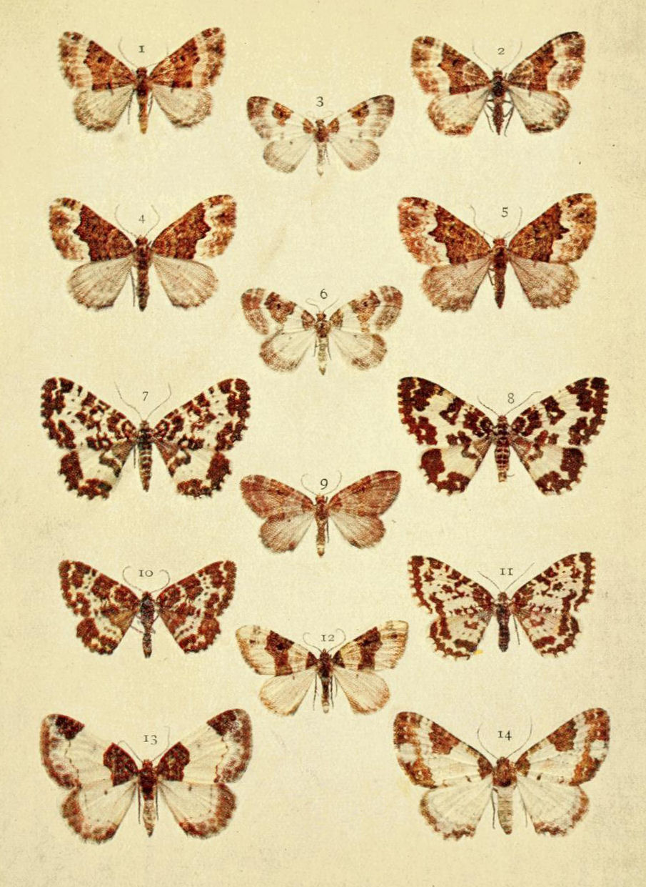 Plate 82