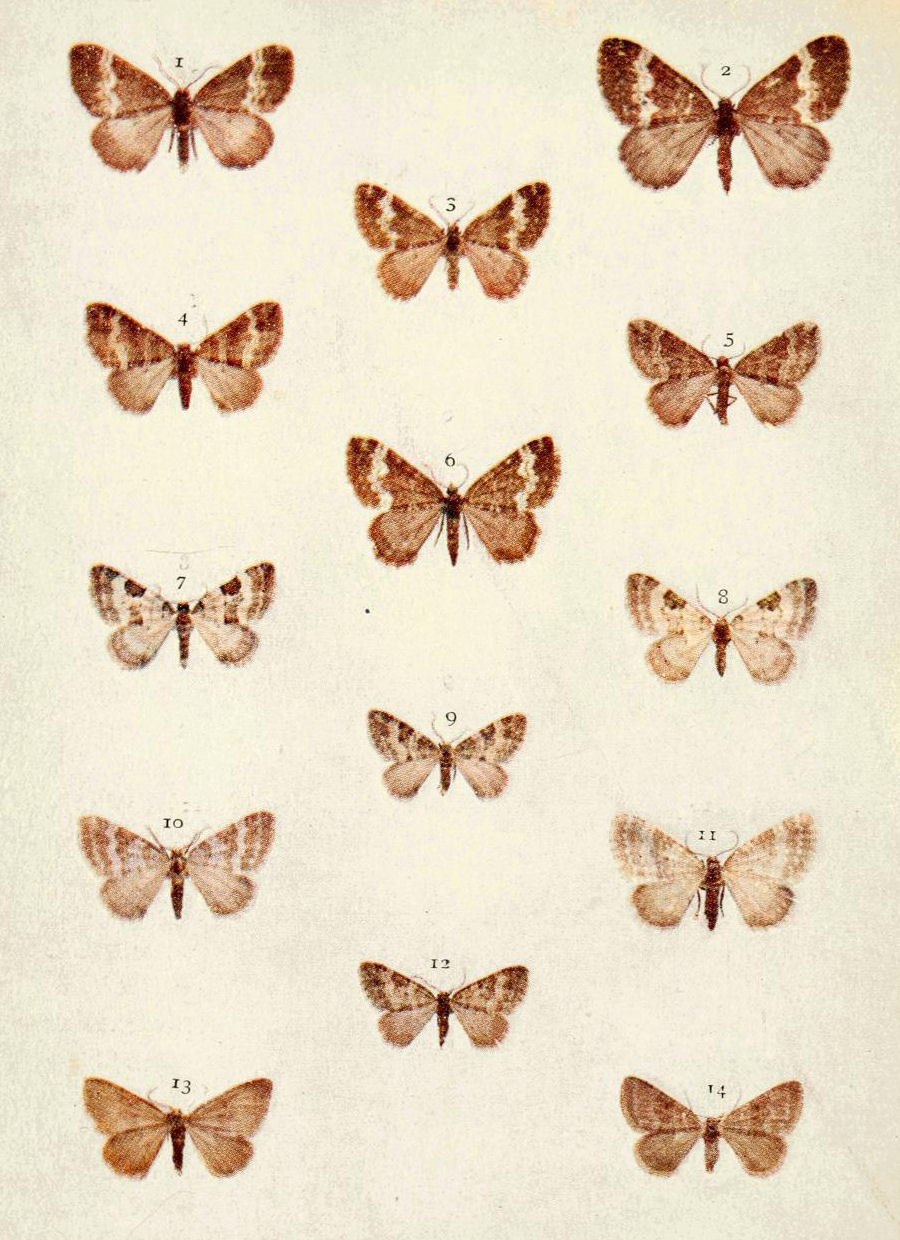 Plate 83