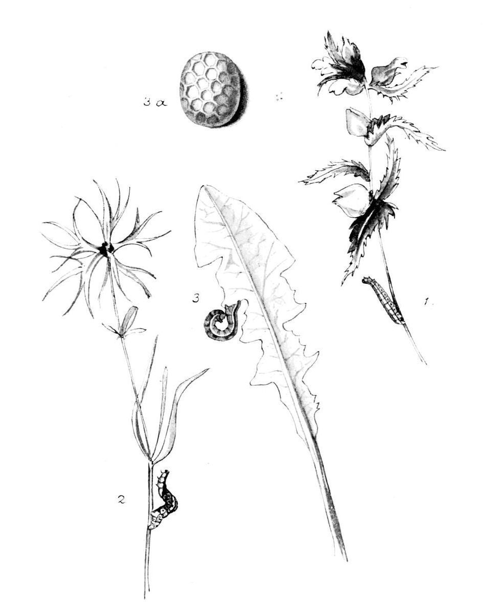Plate 84
