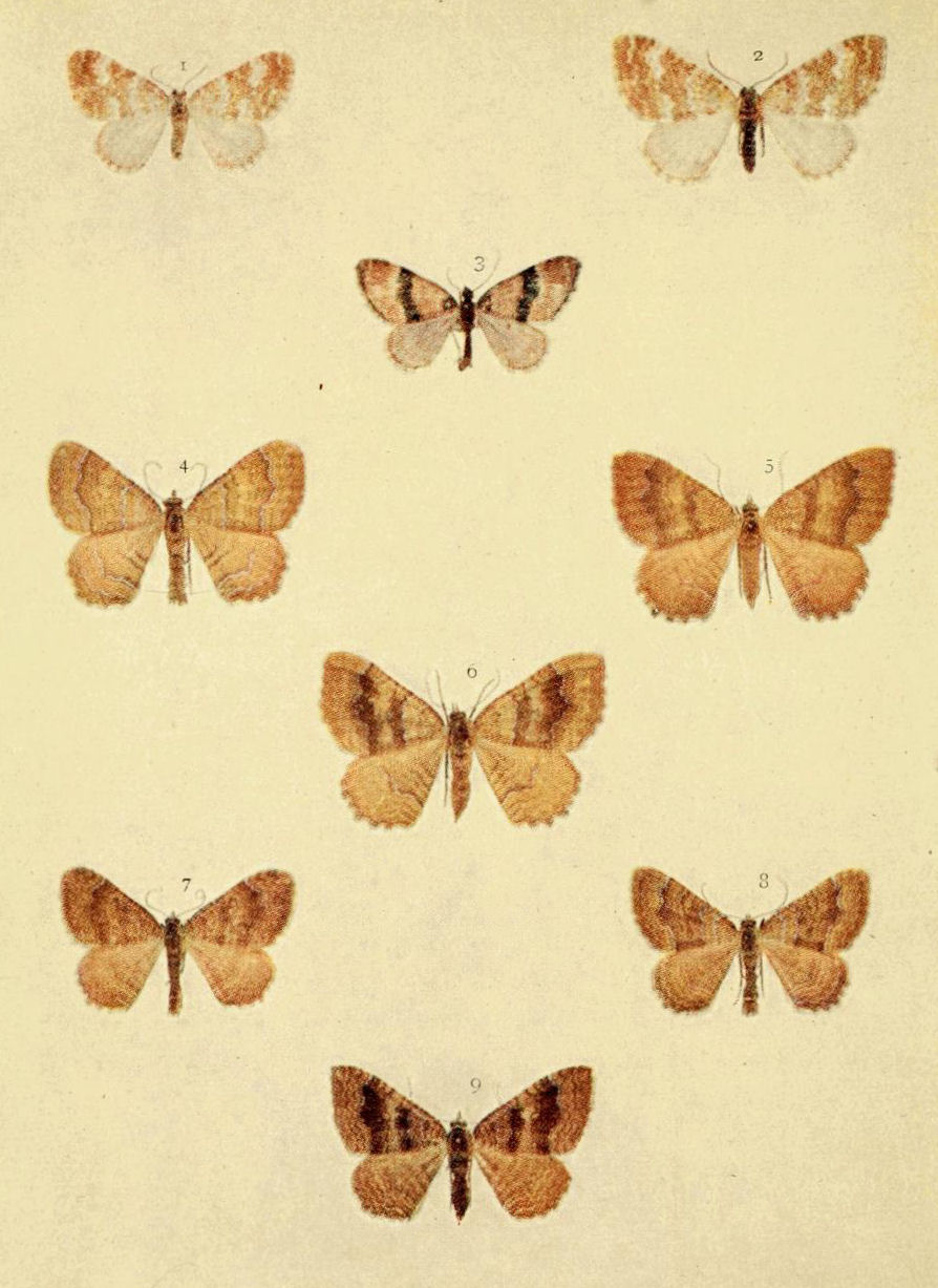 Plate 85