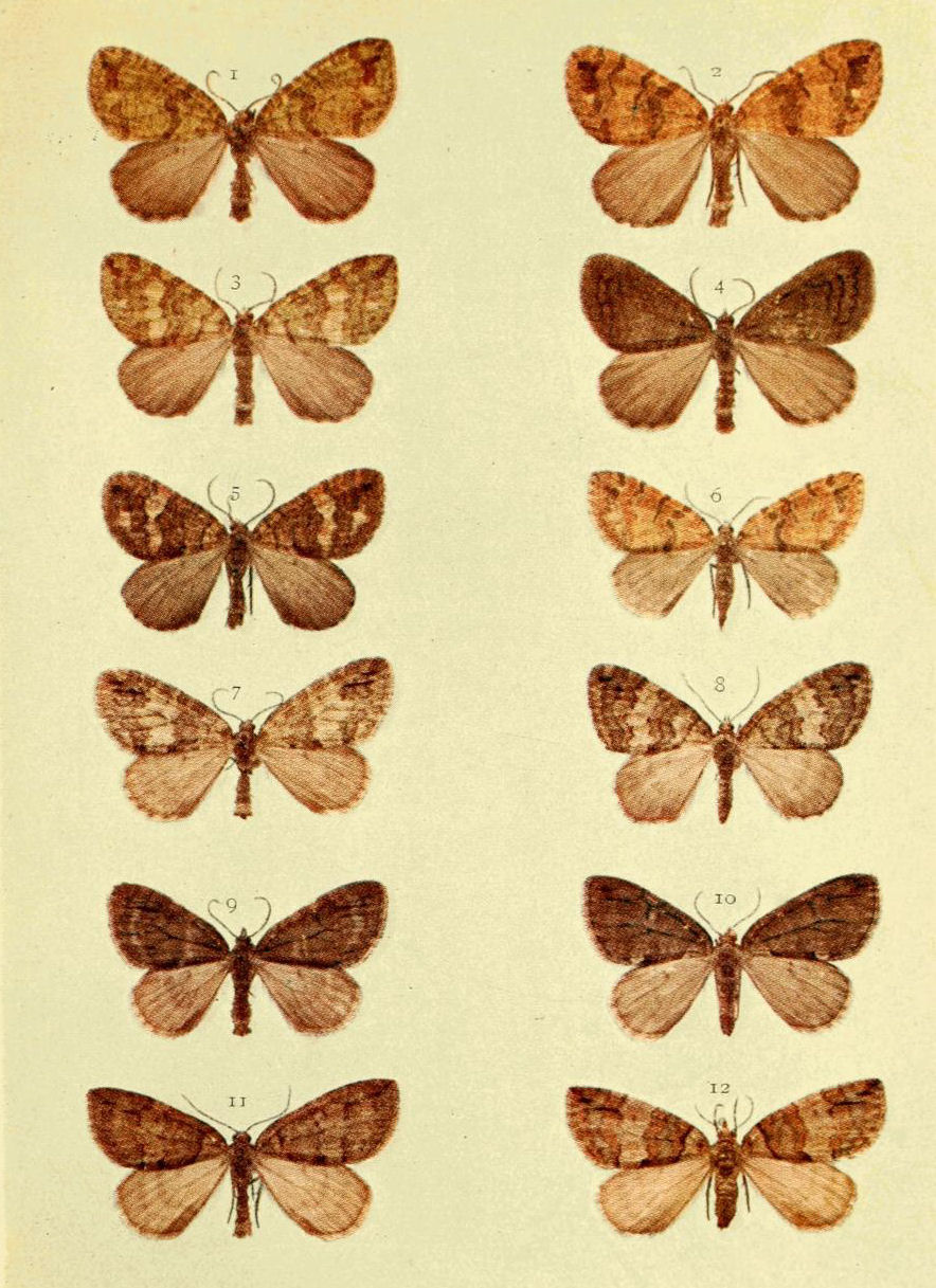 Plate 86