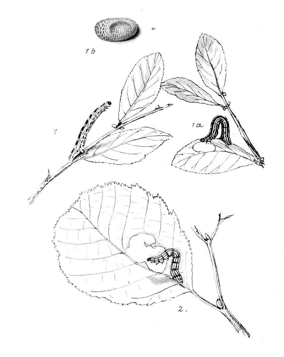 Plate 87