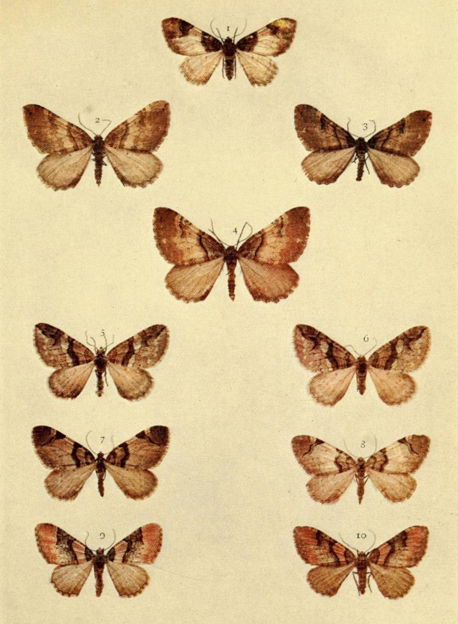 Plate 88