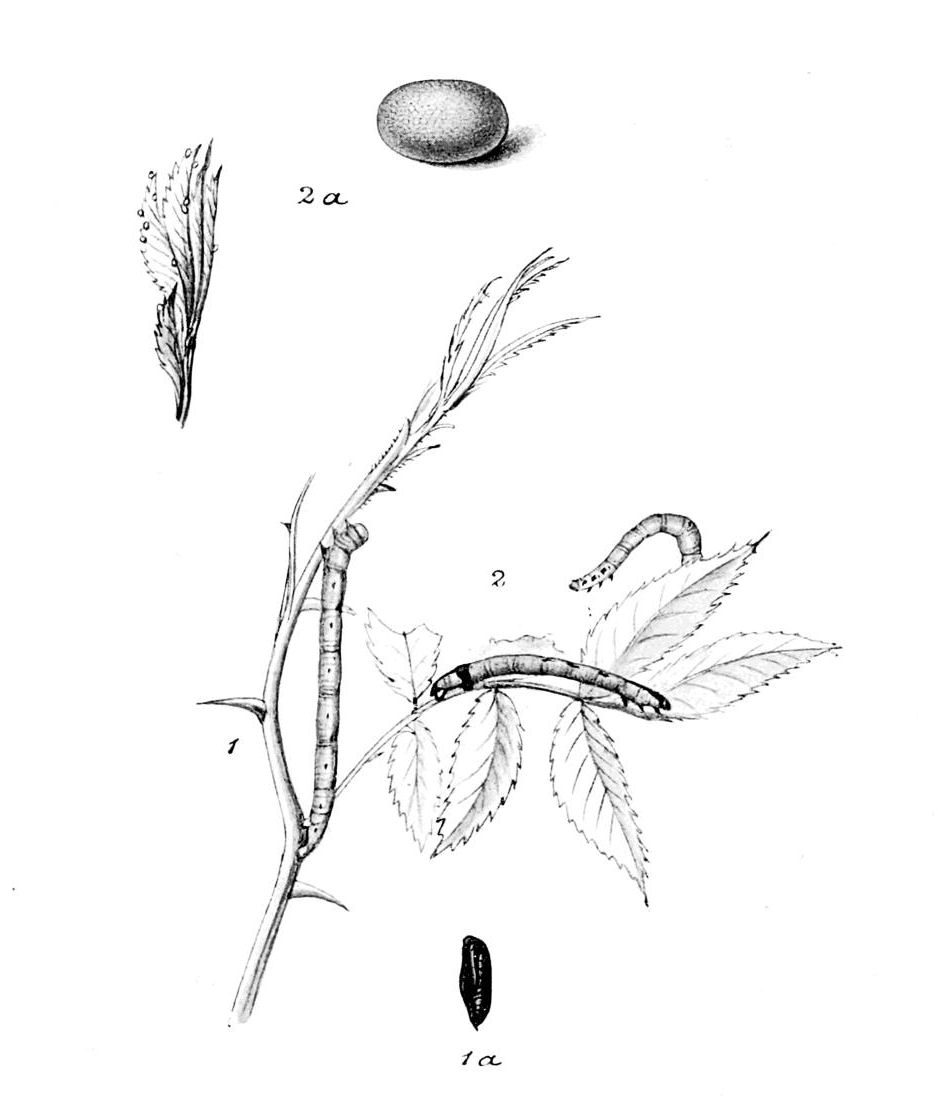 Plate 89