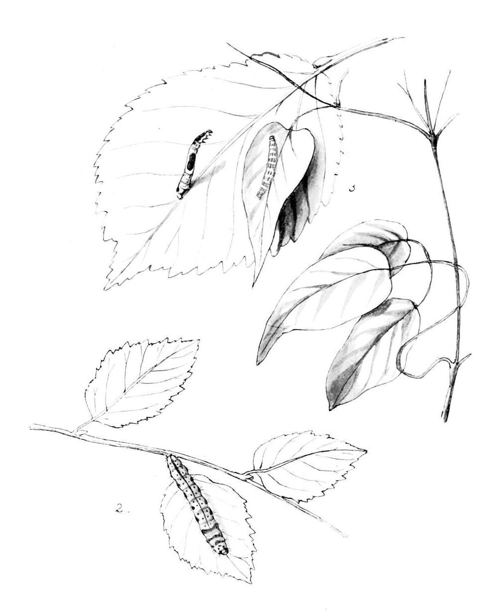 Plate 90