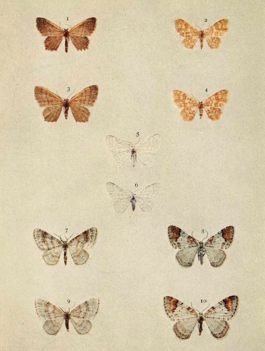 Plate 91