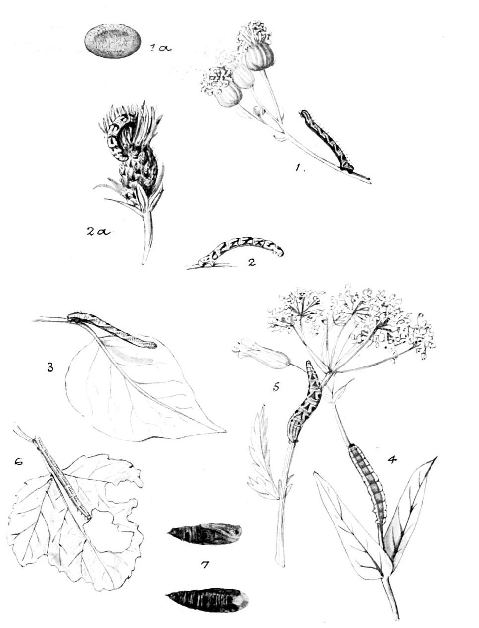 Plate 92