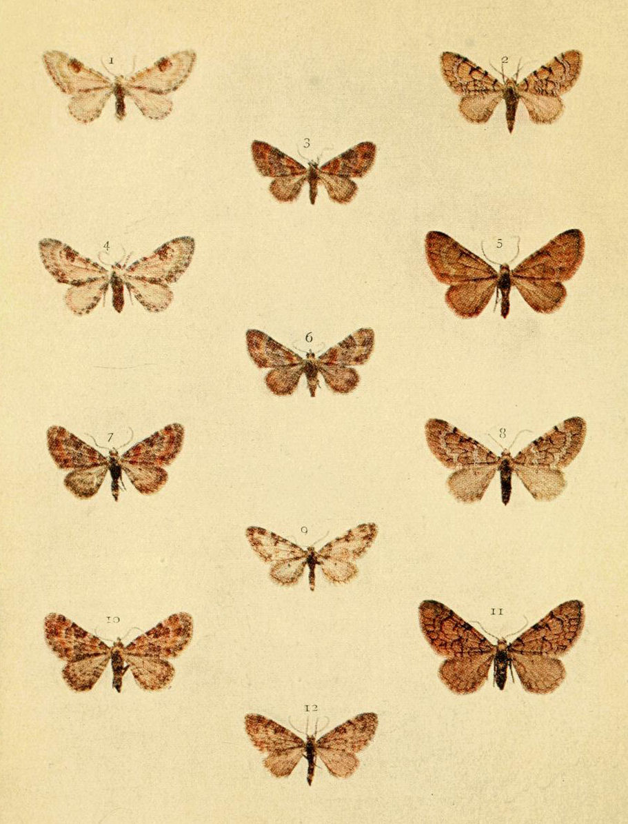 Plate 93