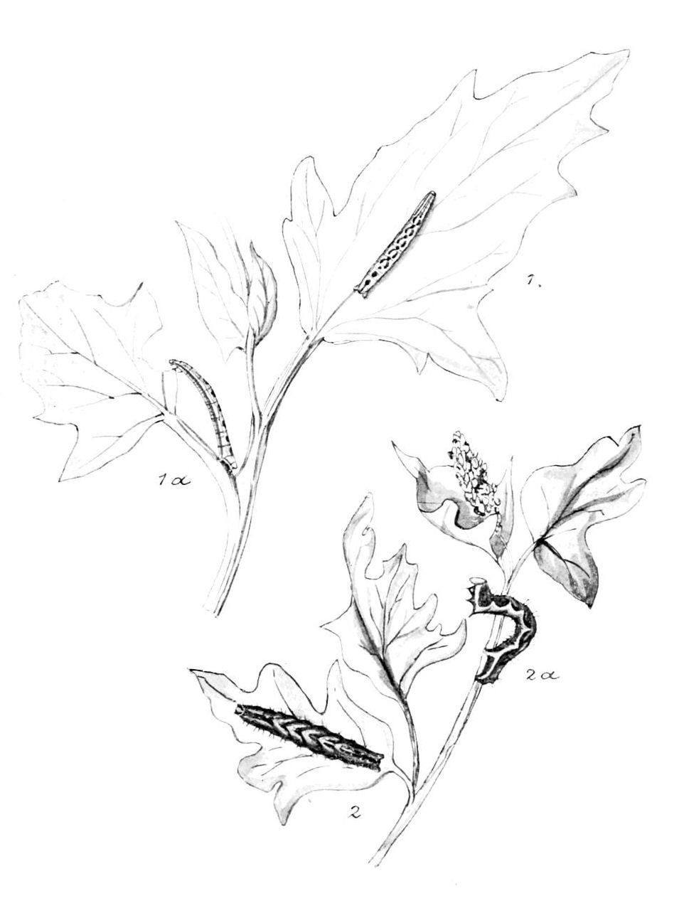 Plate 94