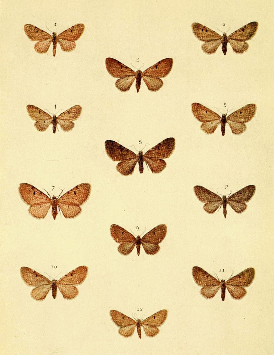 Plate 95