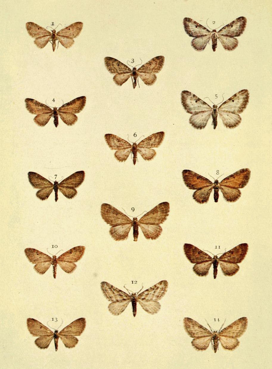 Plate 97