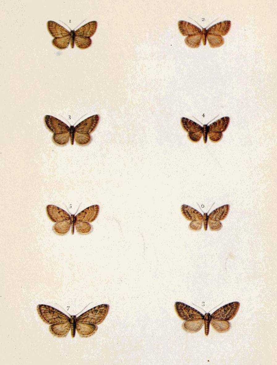 Plate 98