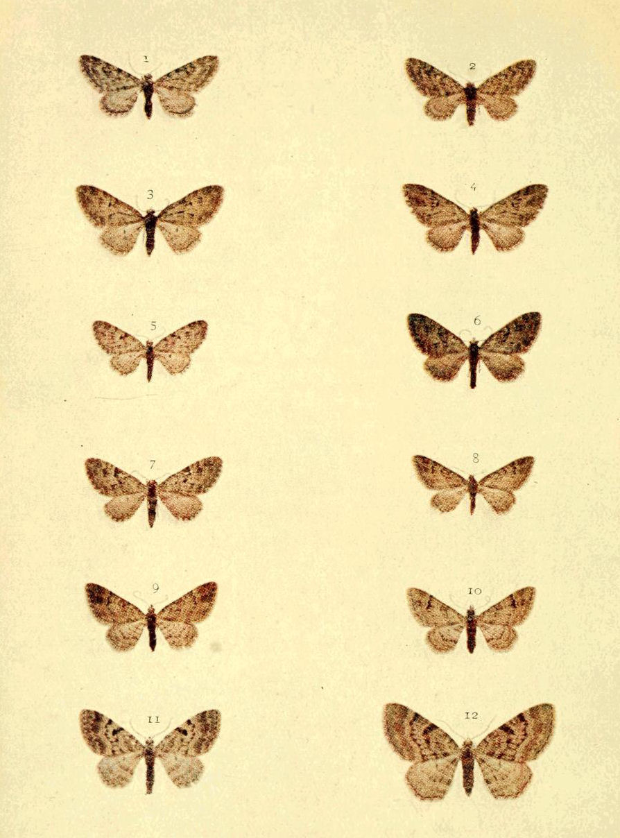 Plate 99