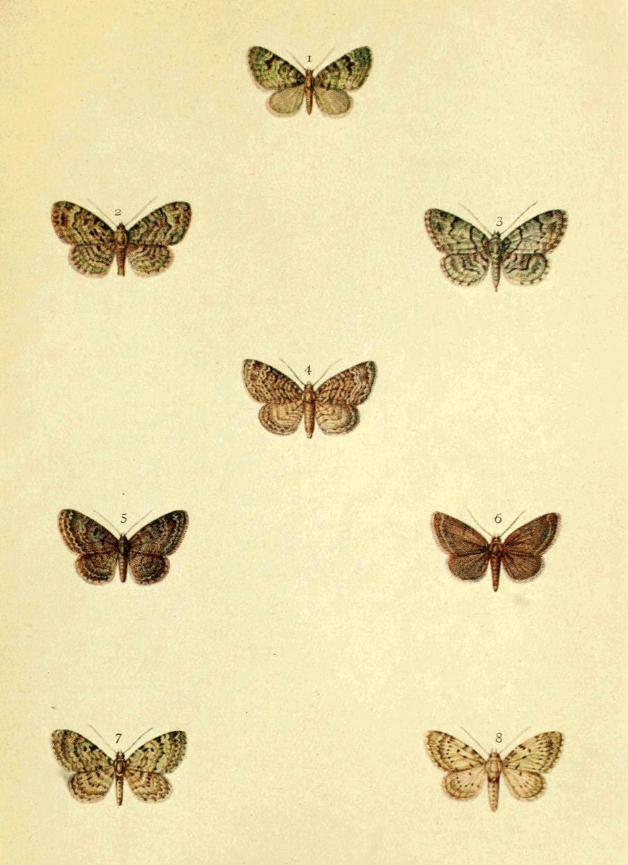 Plate 100
