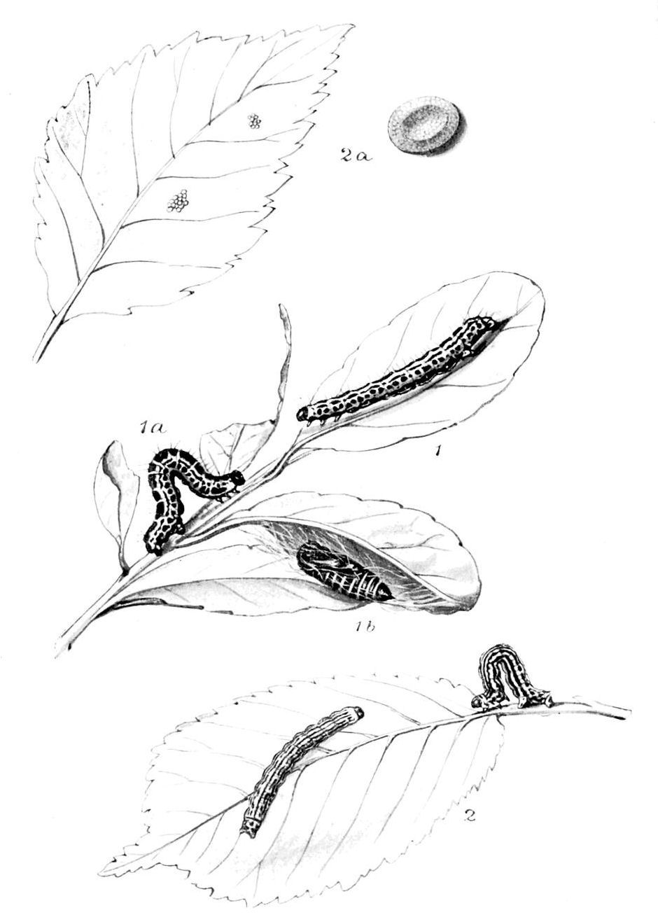 Plate 101