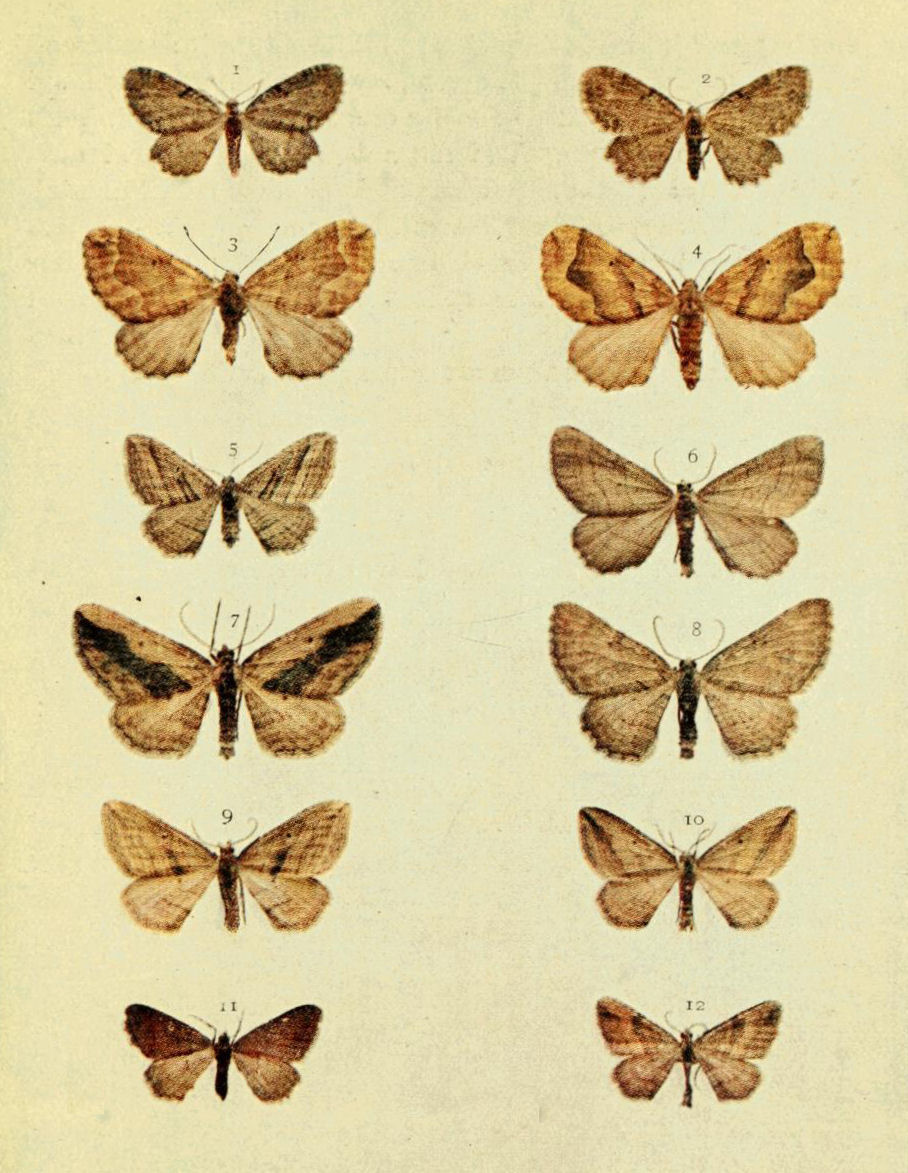 Plate 102
