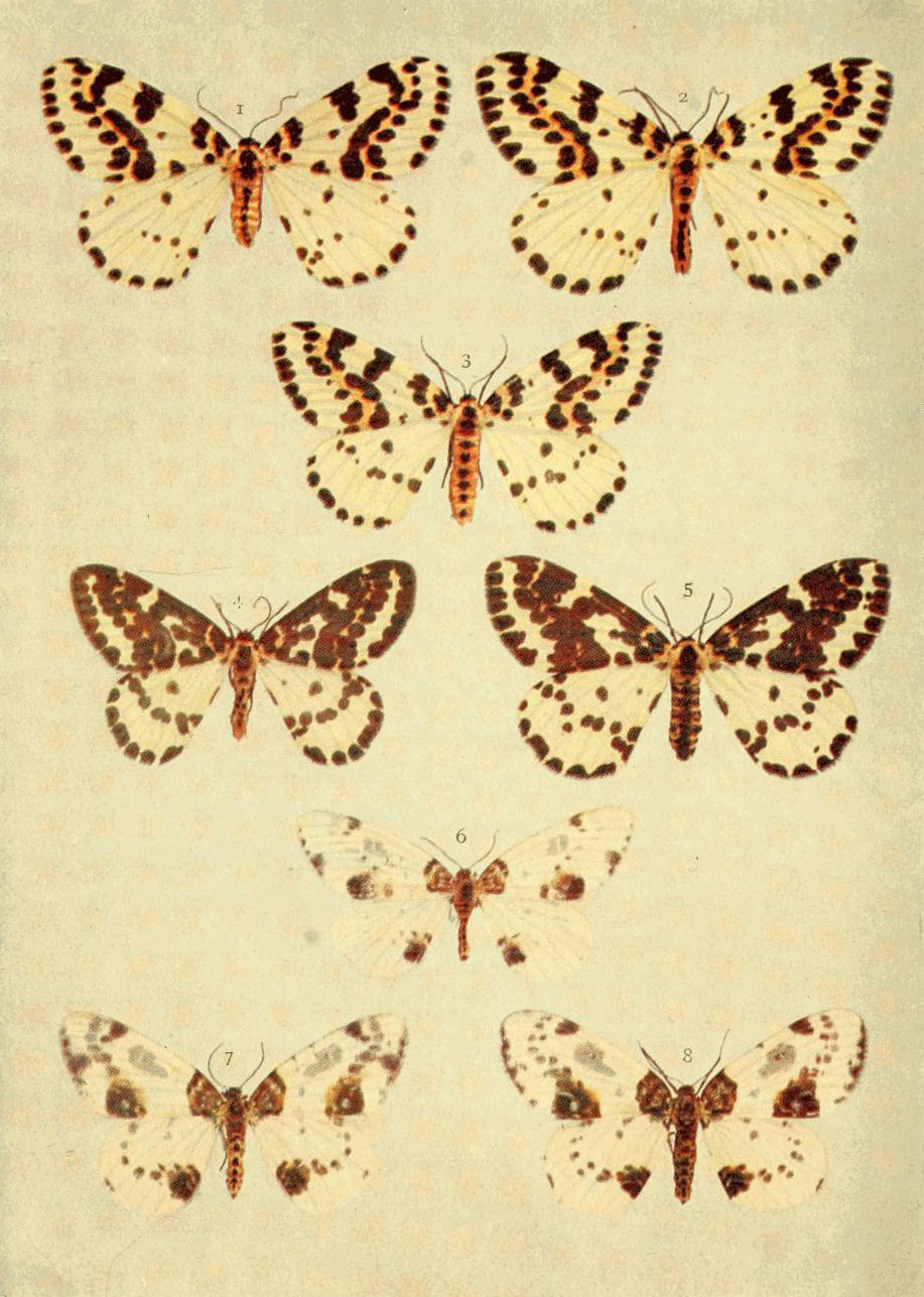 Plate 103