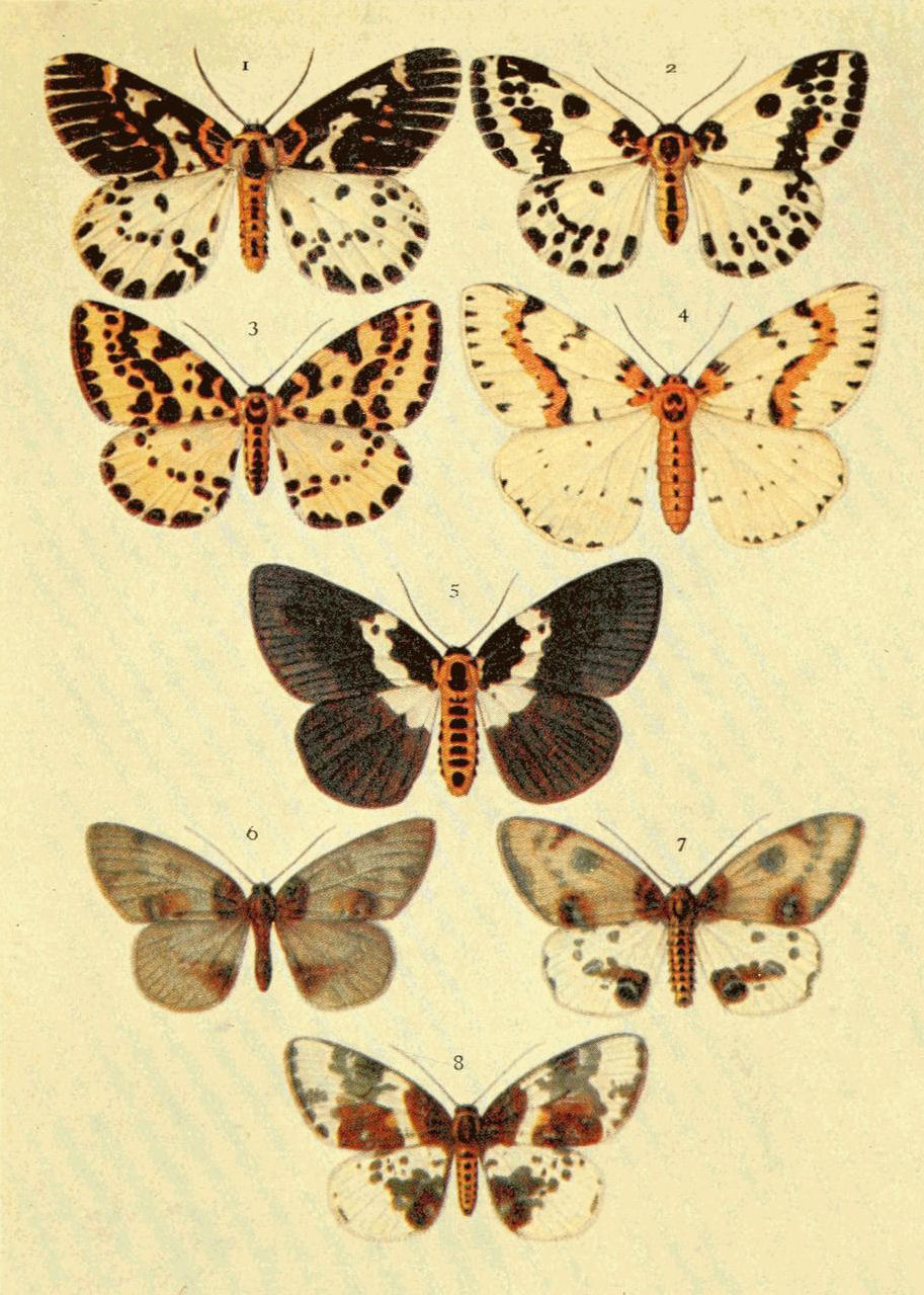 Plate 104