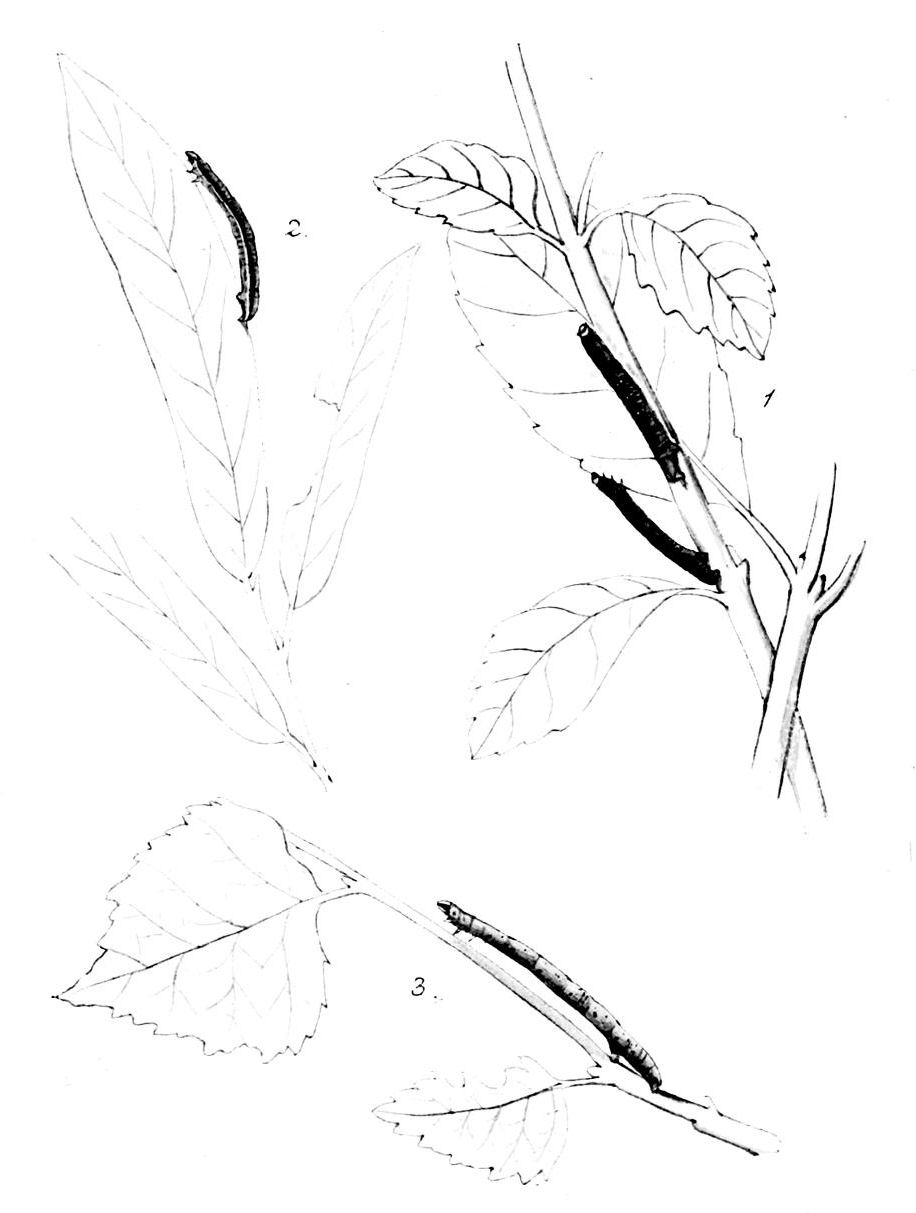 Plate 105