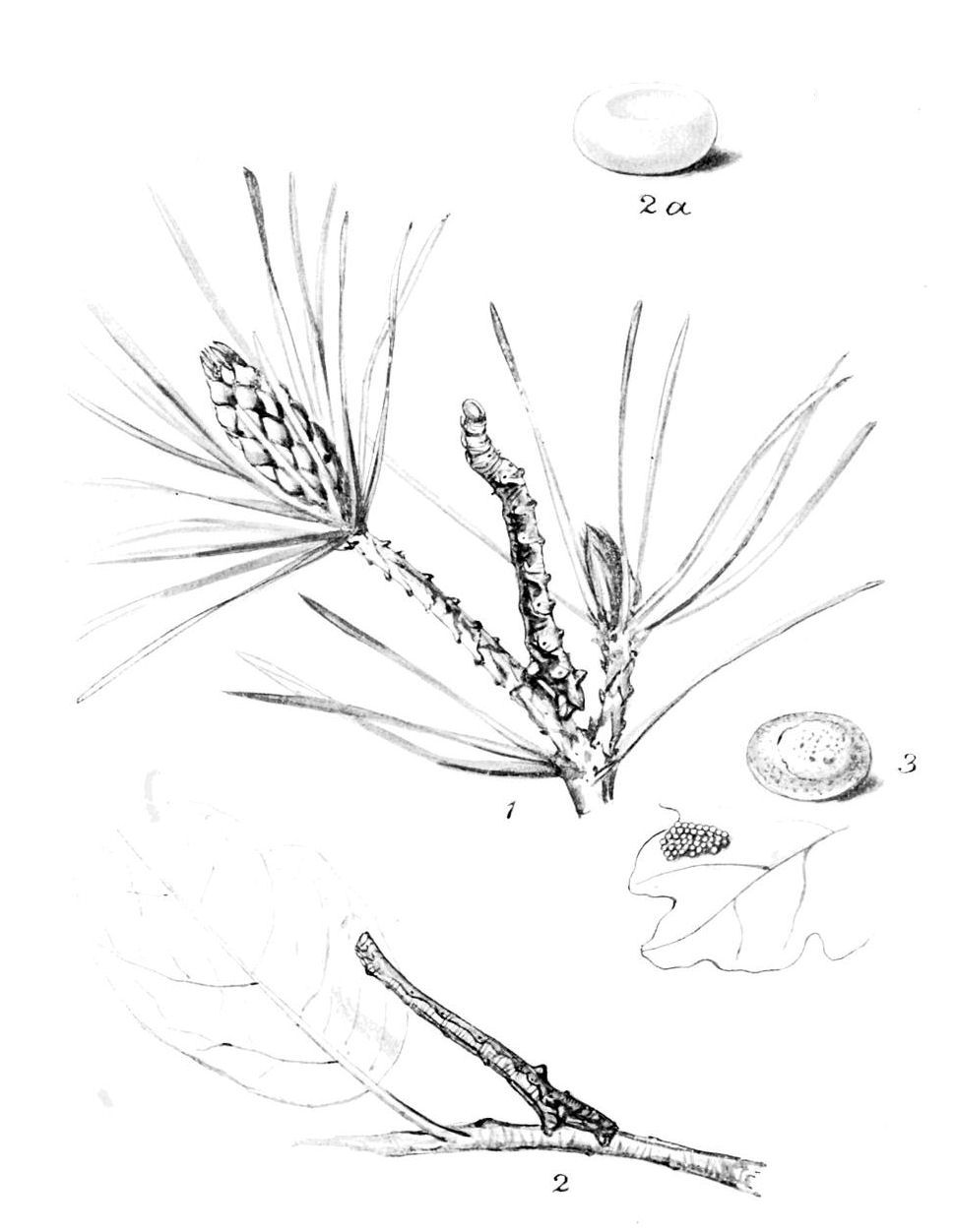 Plate 106