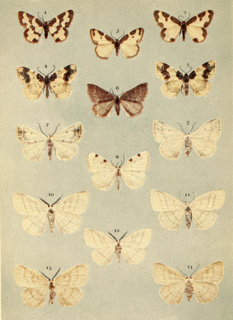Plate 107
