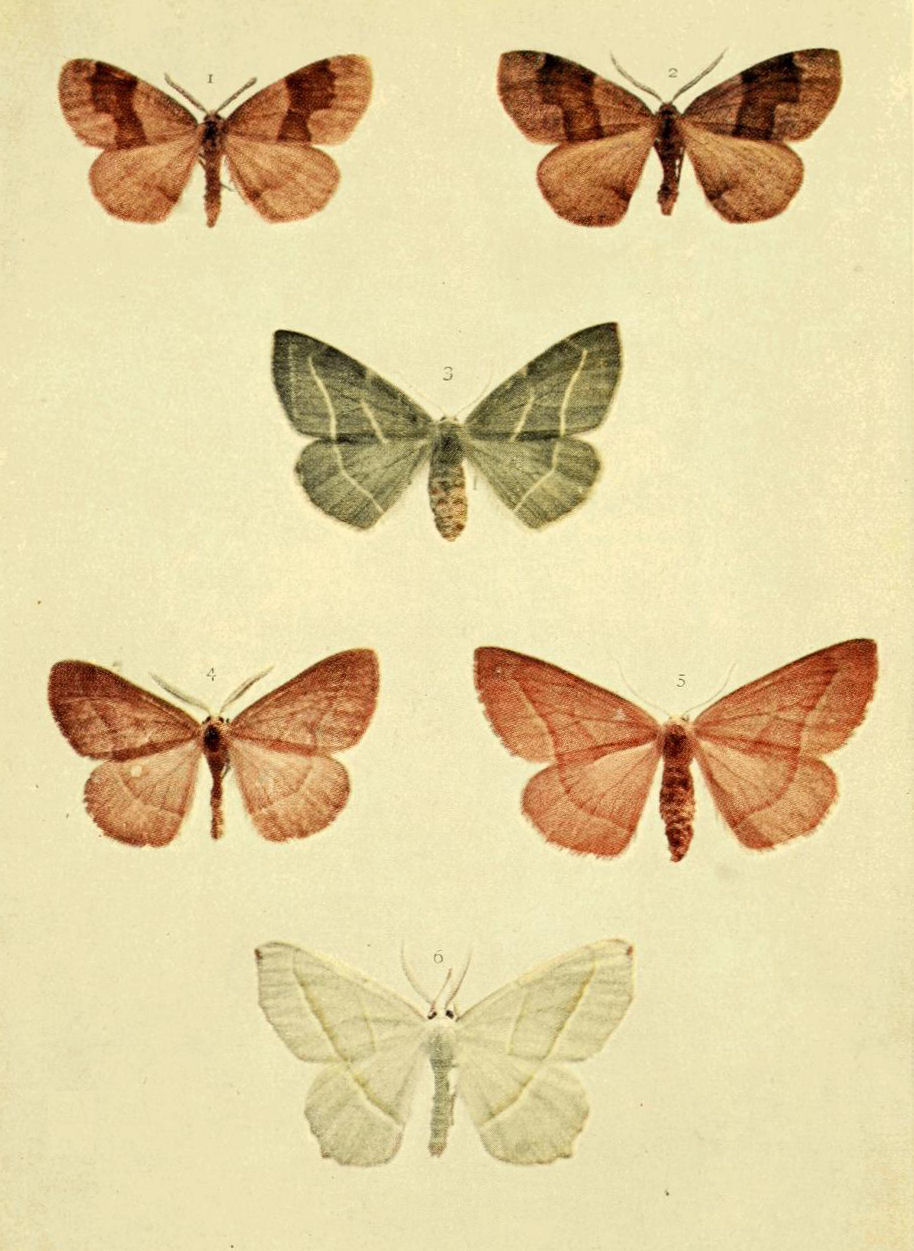 Plate 108