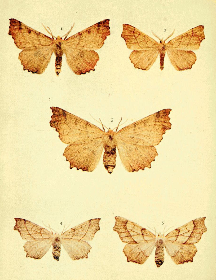 Plate 109