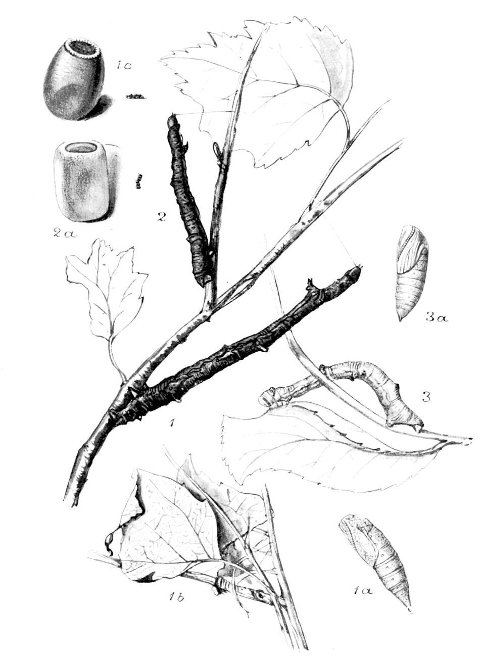 Plate 110