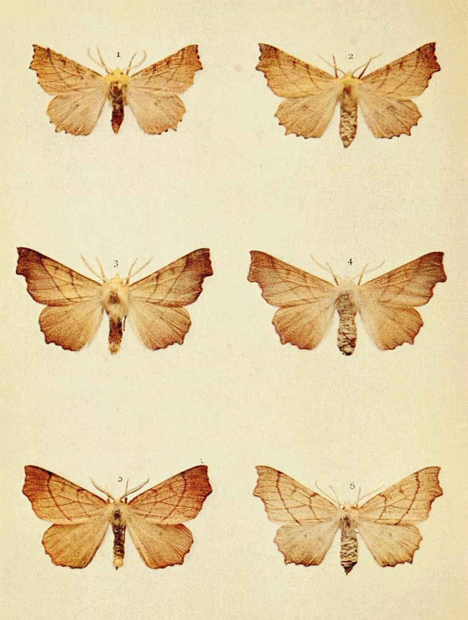 Plate 111