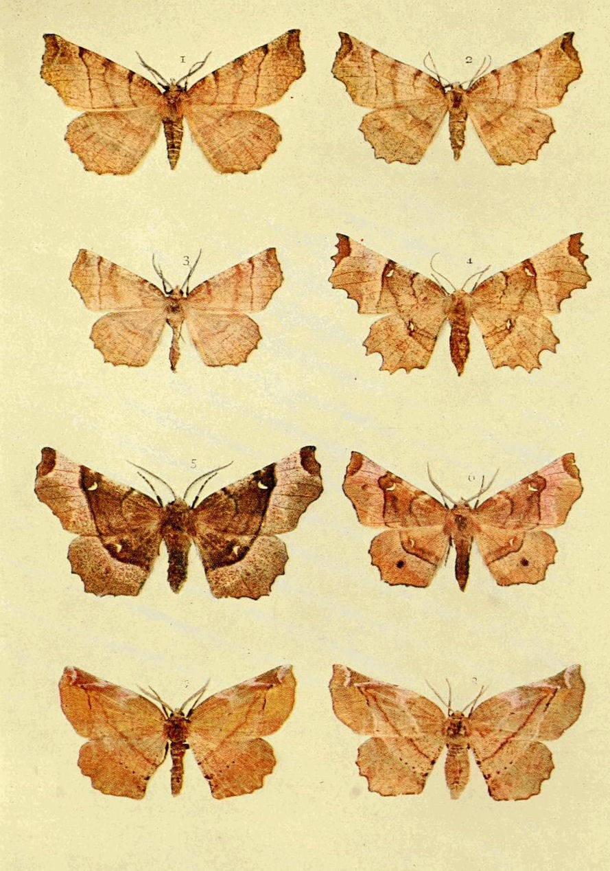 Plate 112