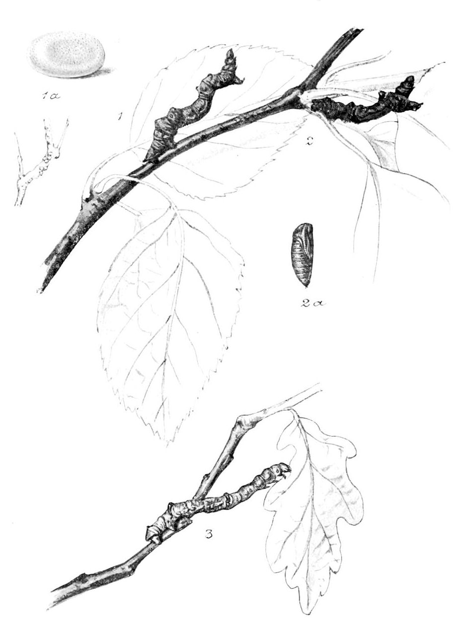 Plate 113