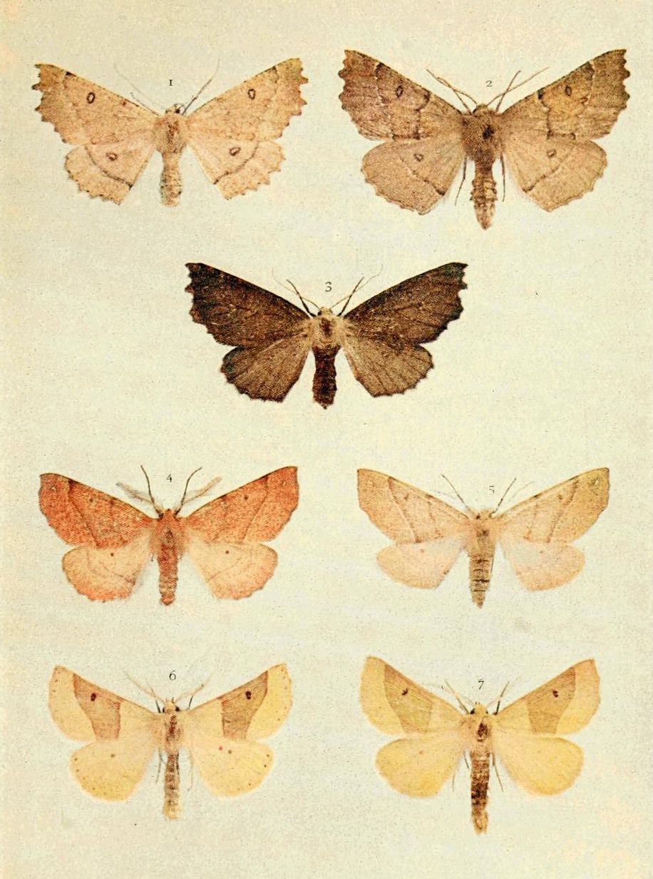 Plate 114