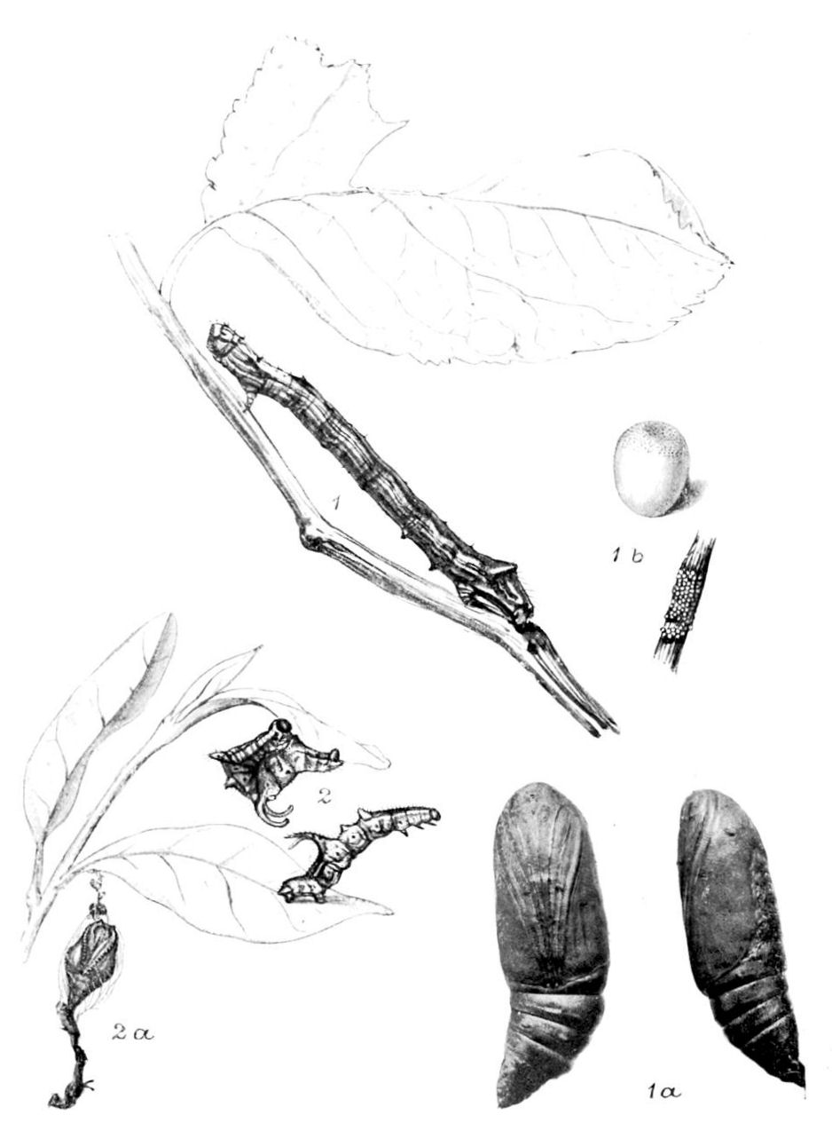 Plate 115