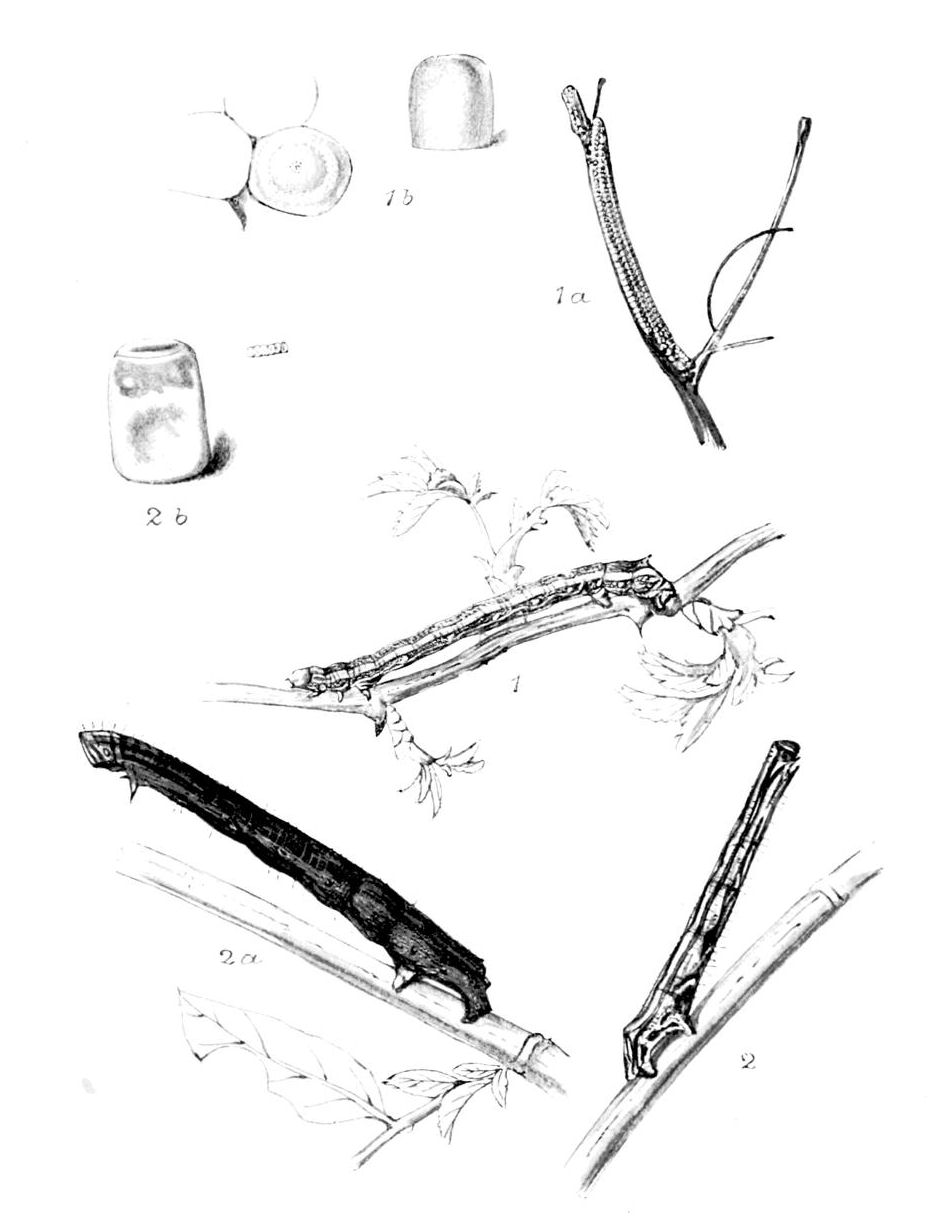 Plate 116