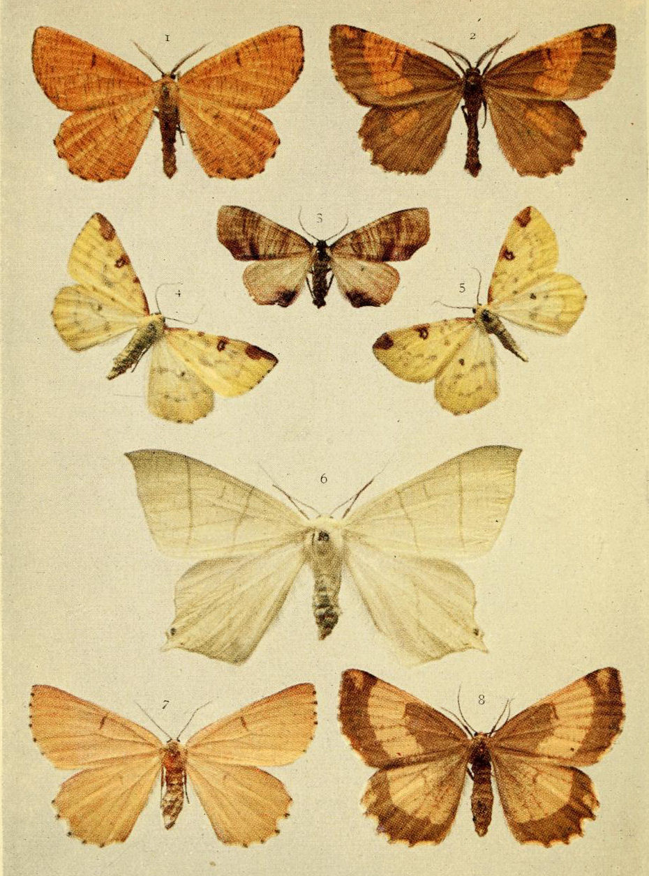 Plate 117