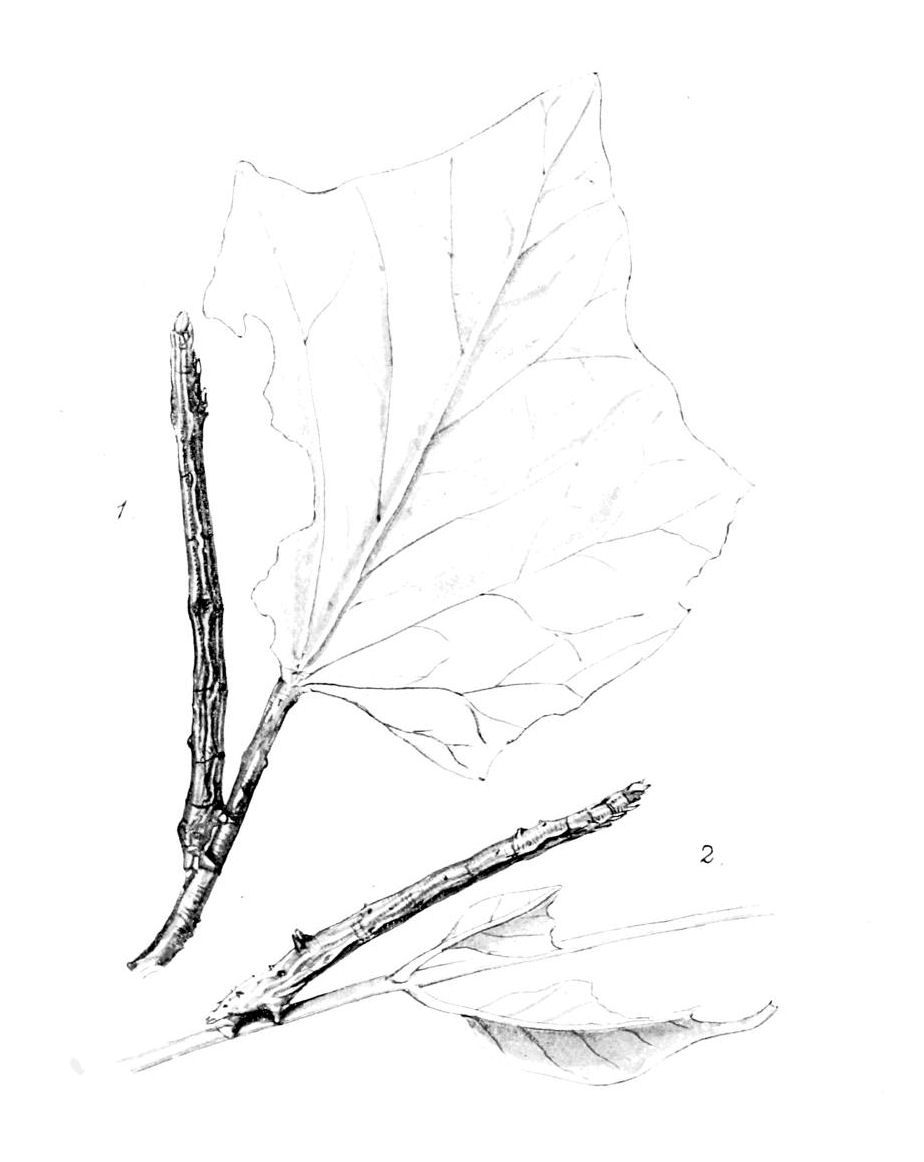 Plate 118