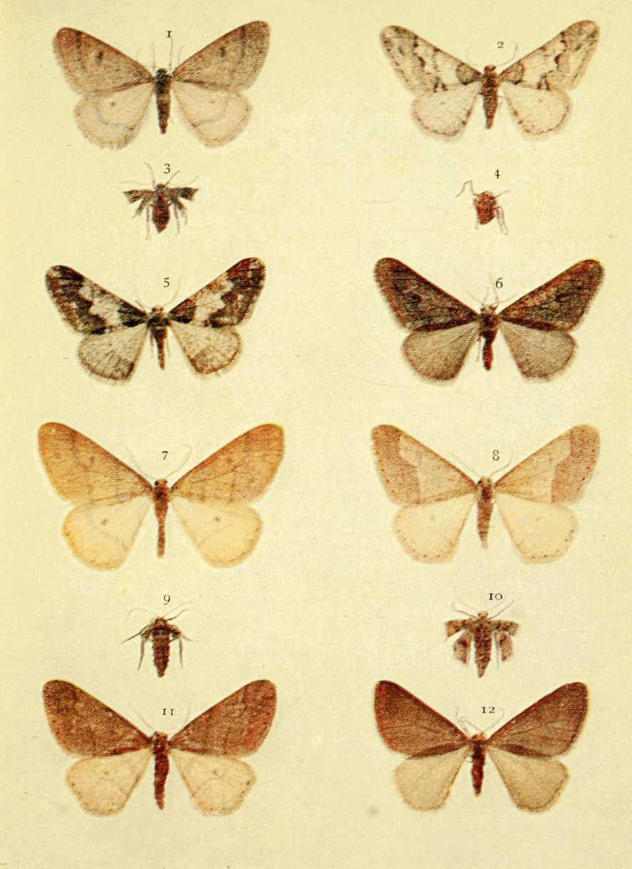 Plate 120