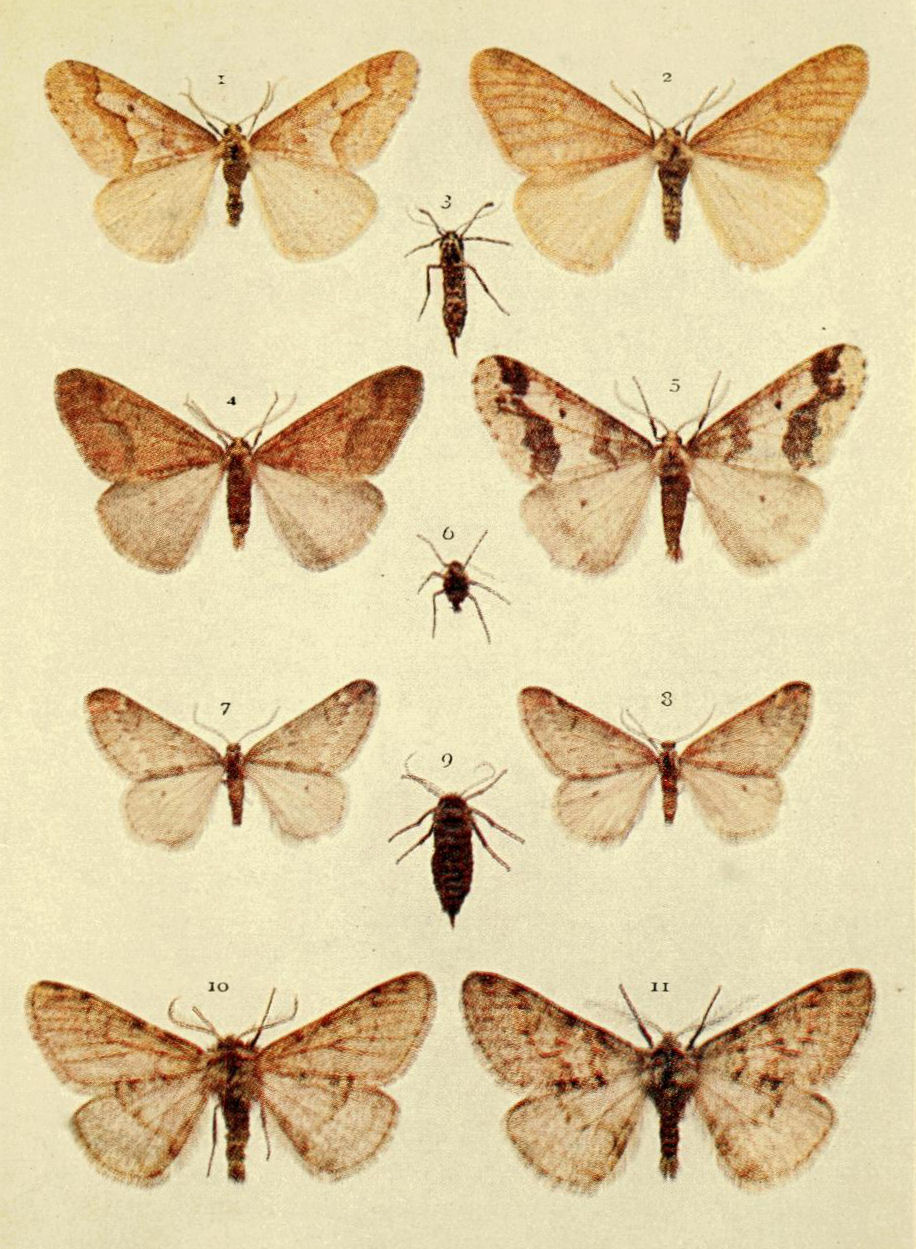 Plate 122