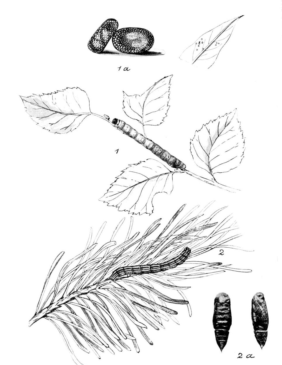 Plate 123