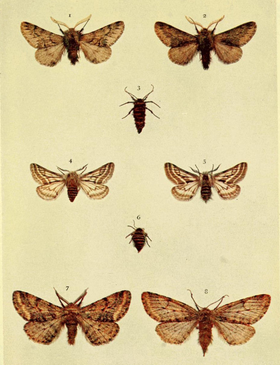 Plate 124
