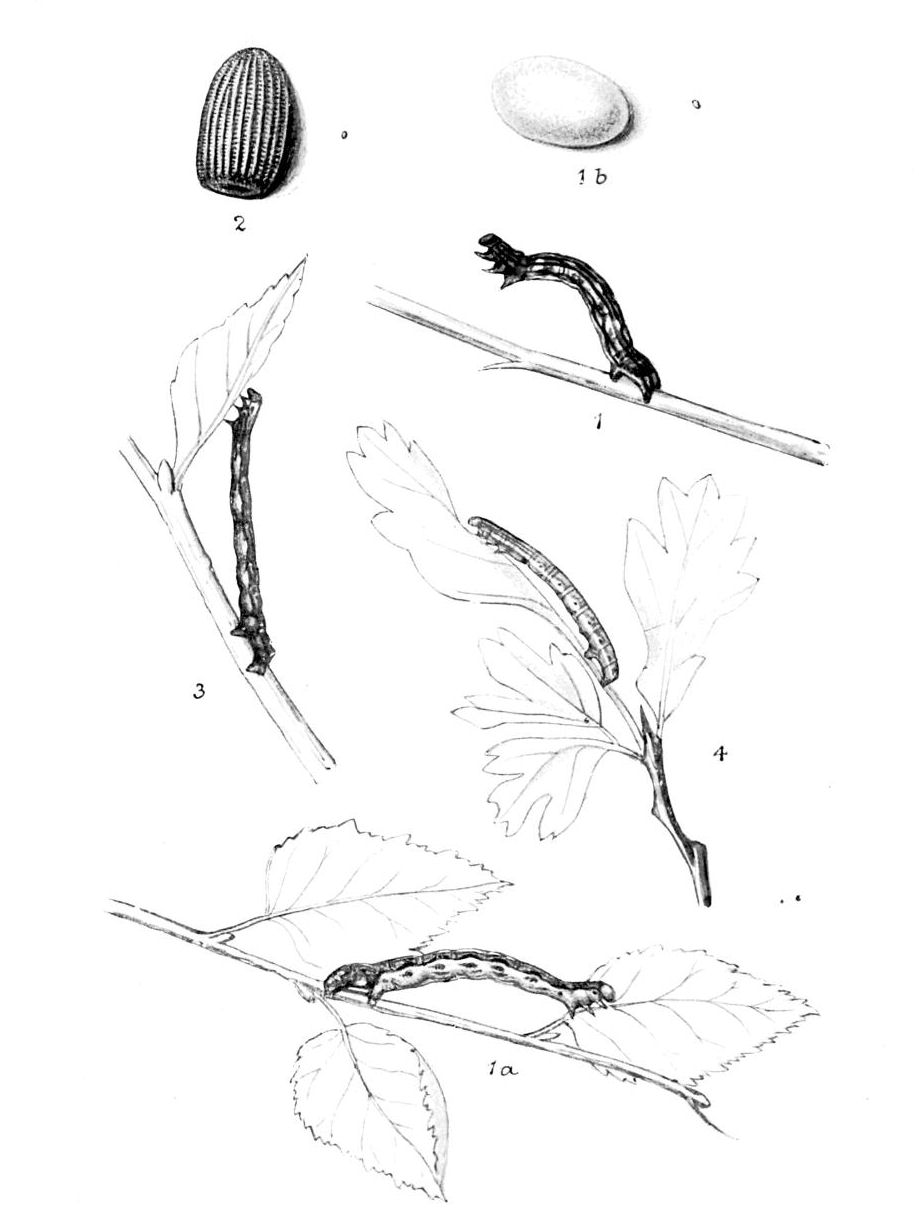 Plate 125