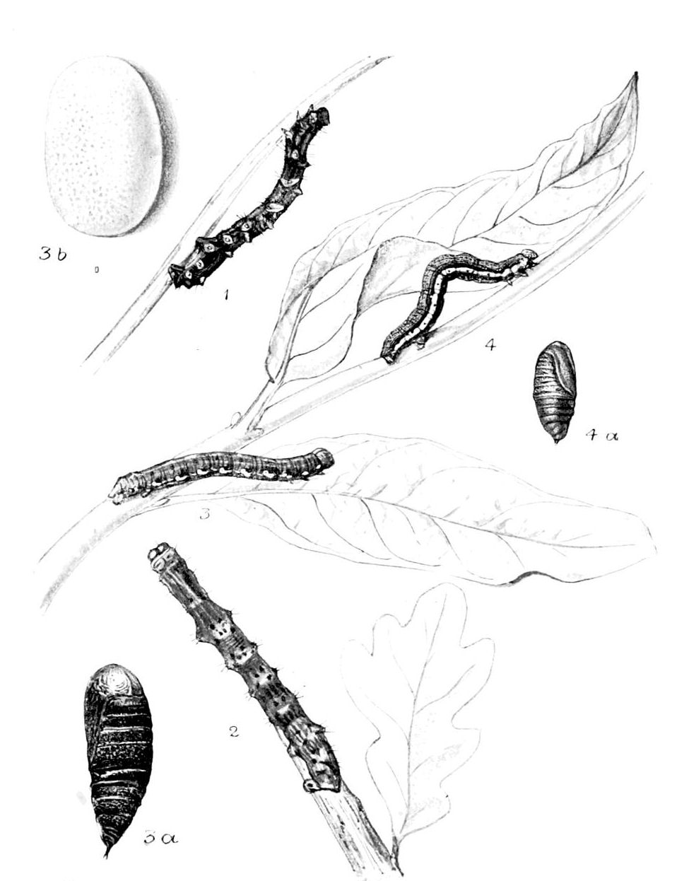Plate 126